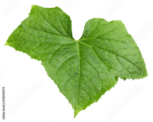 Cucumber leaf isolated on white background, full depth of field, clipping path