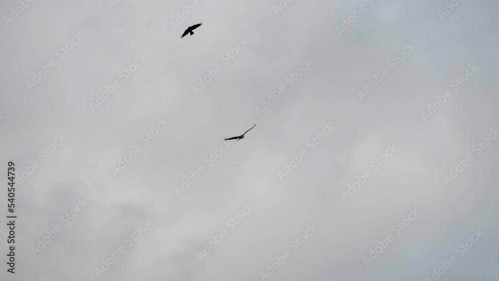 a buzzard (Buteo buteo) in flight suffering harassment by a common raven (Corvus Corax) a buzzard (Buteo buteo) in flight suffering harassment by a common raven (Corvus Corax)