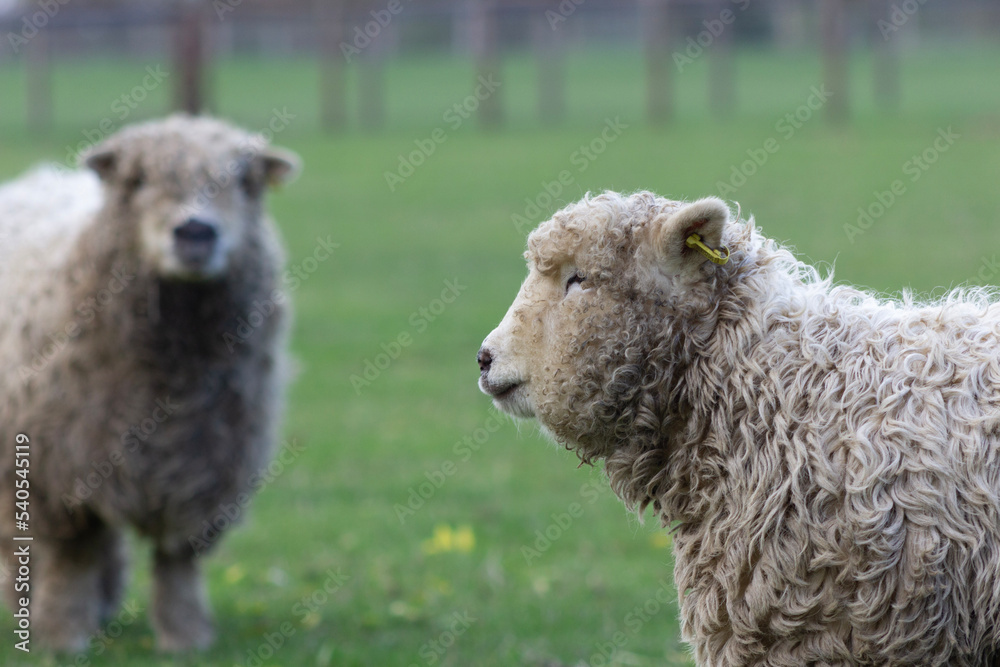 Greyface dartmoor lamb side view with a yearling in background Greyface dartmoor lamb side view with a yearling in background