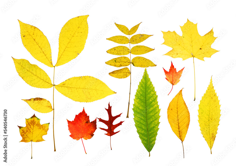 Fototapeta premium colorful autumn maple leaves isolated on white background