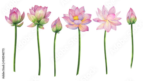 A lotus flowers painted in watercolor isolated on a white background.
