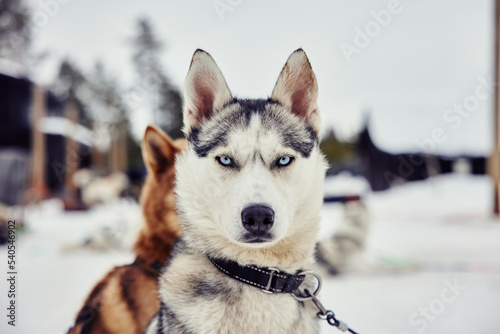 a real husky looking into the camera with blue eyes and grey fur during winter time for dog sled mushing tour adventure in lapland finland travel tips artic circle green sustainable travel photo