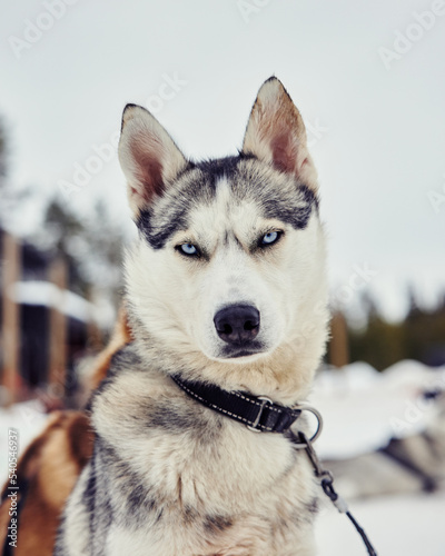 a real husky looking into the camera with blue eyes and grey fur during winter time for dog sled mushing tour adventure in lapland finland travel tips artic circle