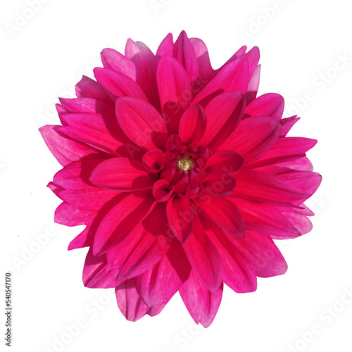 Pink dahlia flower isolated on transparent background.