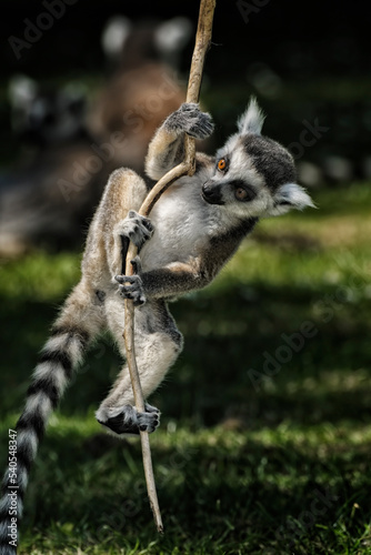 Baby Ring Tailed Lemur hanging from a Tree