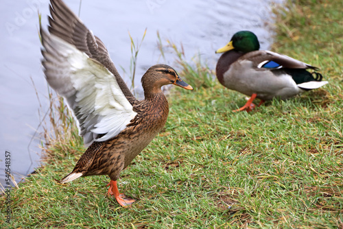 Mallard duck flapping his wings standing on a grass. Couple of male and female ducks on a lake beach in autumn