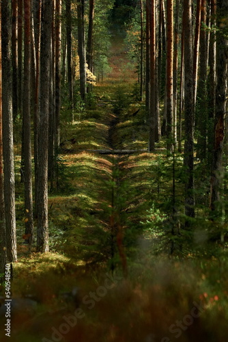 Fototapeta Naklejka Na Ścianę i Meble -  A clearing among the trunks of the autumn Karelian forest