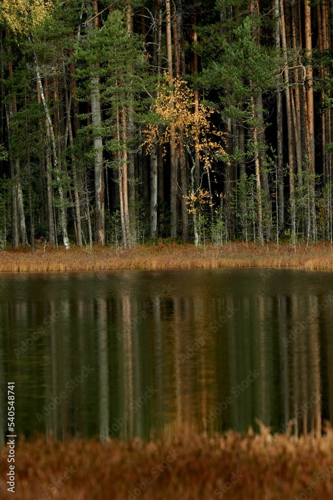 Trunks of the autumn Karelian forest and reflection in the swamp