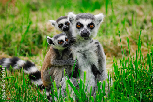 Ring Tailed Lemur Family