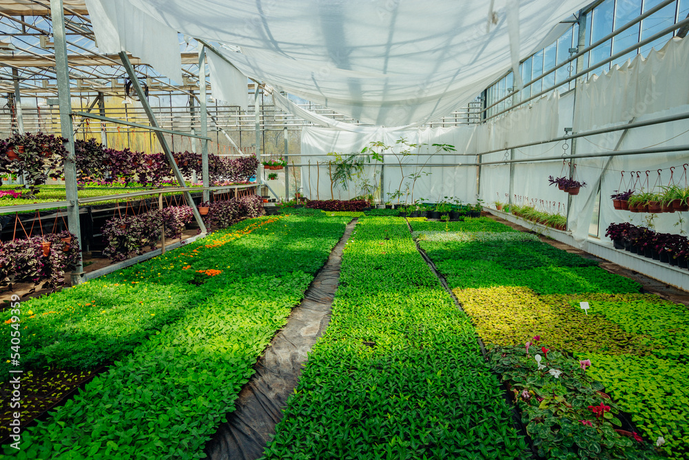 Growing of seedlings of decorative plants in modern greenhouse