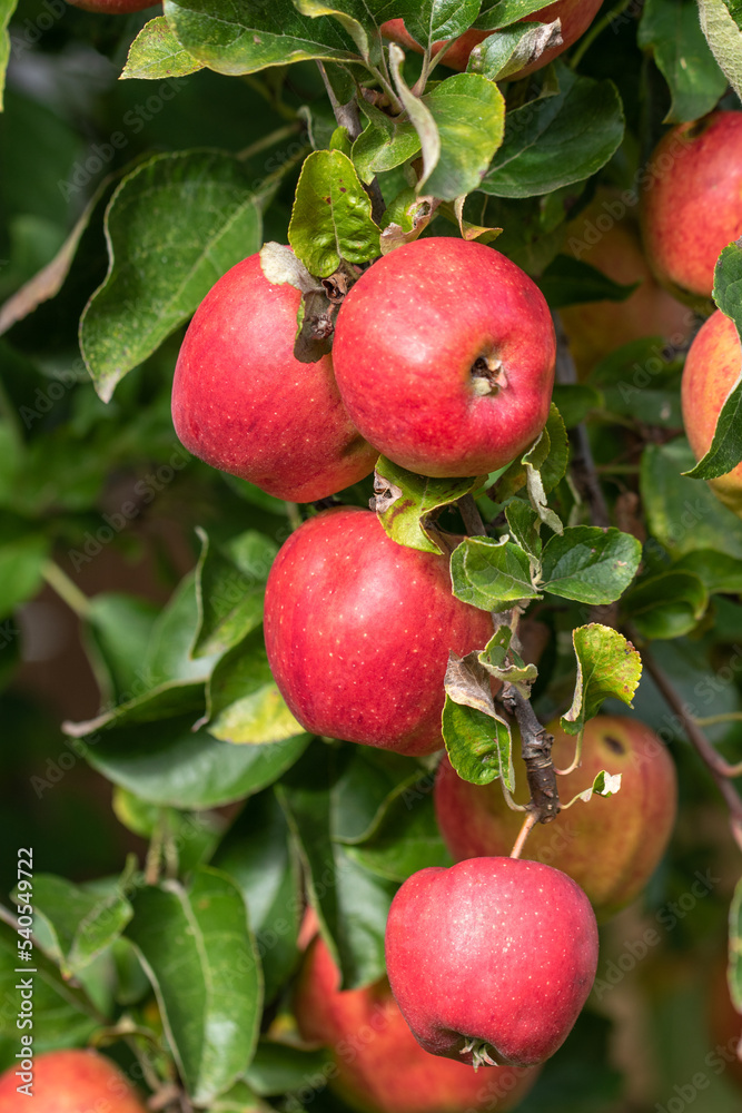 Reife rote Äpfel an einem Apfelbaum bereit zur Ernte und zum pflücken. Es ist Herbst. Reife rote Äpfel an einem Apfelbaum bereit zur Ernte und zum pflücken. Es ist Herbst.
