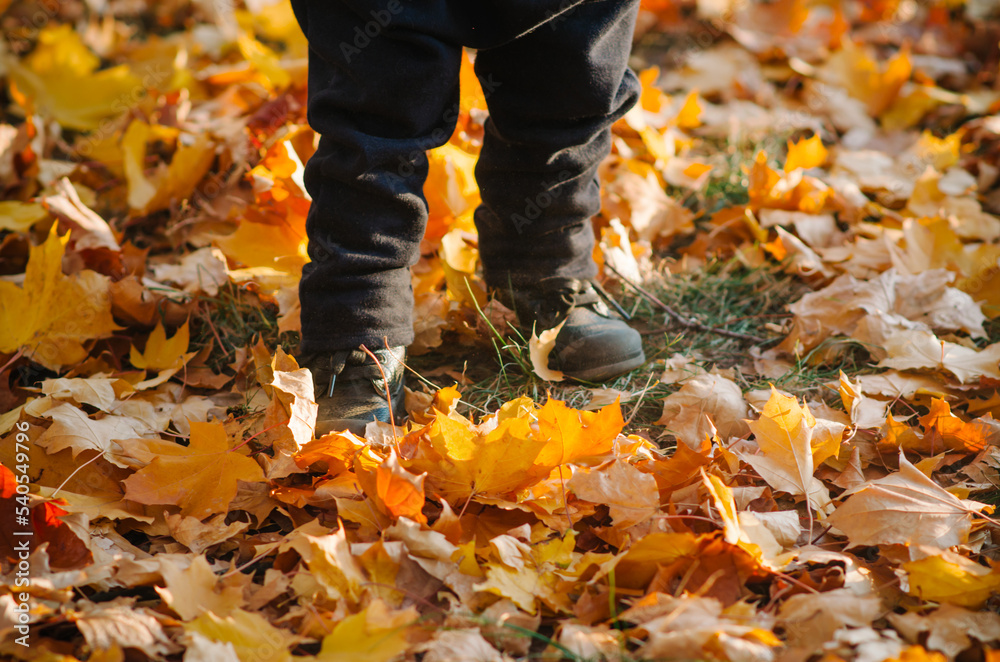 Legs of a child autumn leaves Legs of a child autumn leaves