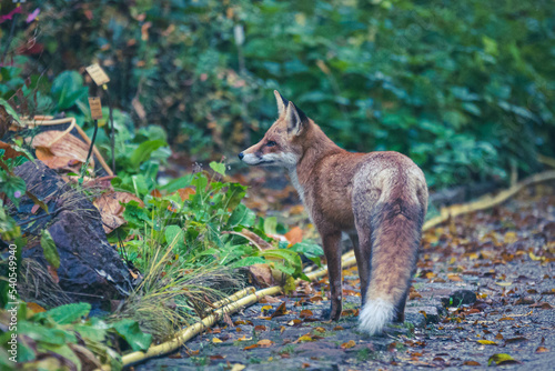 Rotf  chse im Herbst