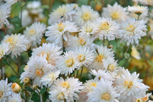 Beautiful white flowers in garden  nature blossom background.