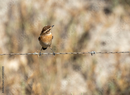 Aves en marismas y humedales