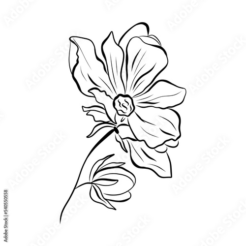 Magnolia flower Hand drawing and sketch,line art on white backgrounds hand drawn botanical.vector magnolia