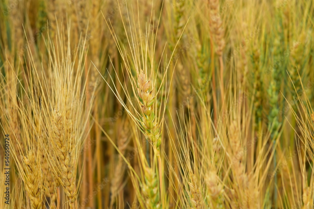 Close up of ripening wheat crop in Western North Dakota. Using selective focus. Close up of ripening wheat crop in Western North Dakota. Using selective focus.