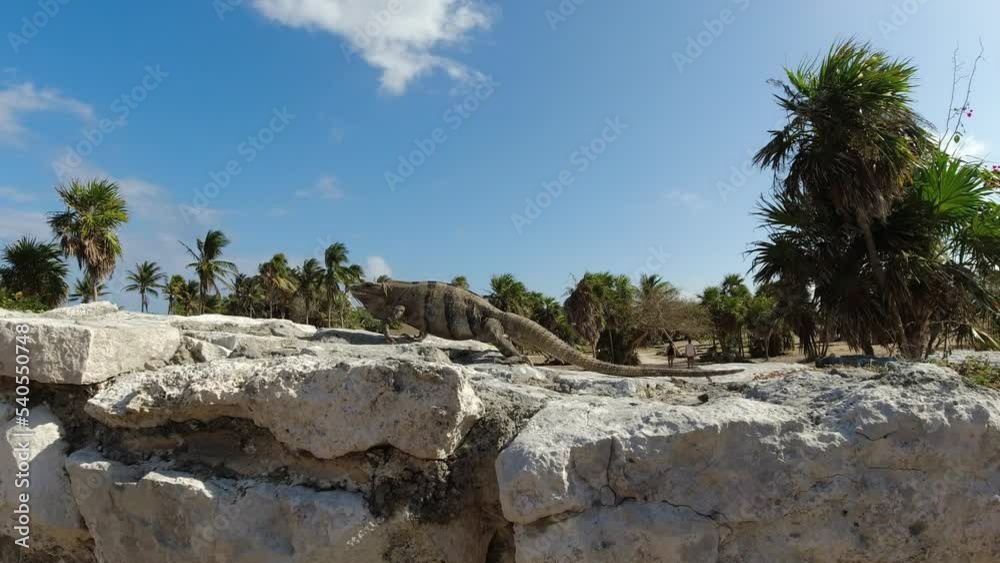 Black iguana walks over an ancient stone wall in the Mayan ruins near Tulum Mexico Black iguana walks over an ancient stone wall in the Mayan ruins near Tulum Mexico