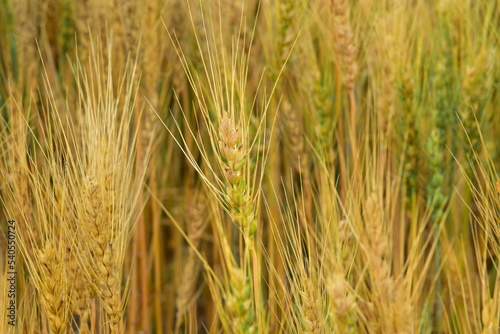 Close up of ripening wheat crop in Western North Dakota. Using selective focus. © Tom