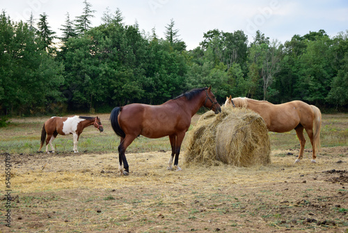 Horses grazing in a field. Horse farm