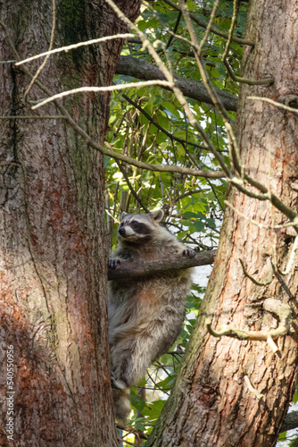 The raccoon climbed a tree and holds on to a branch.