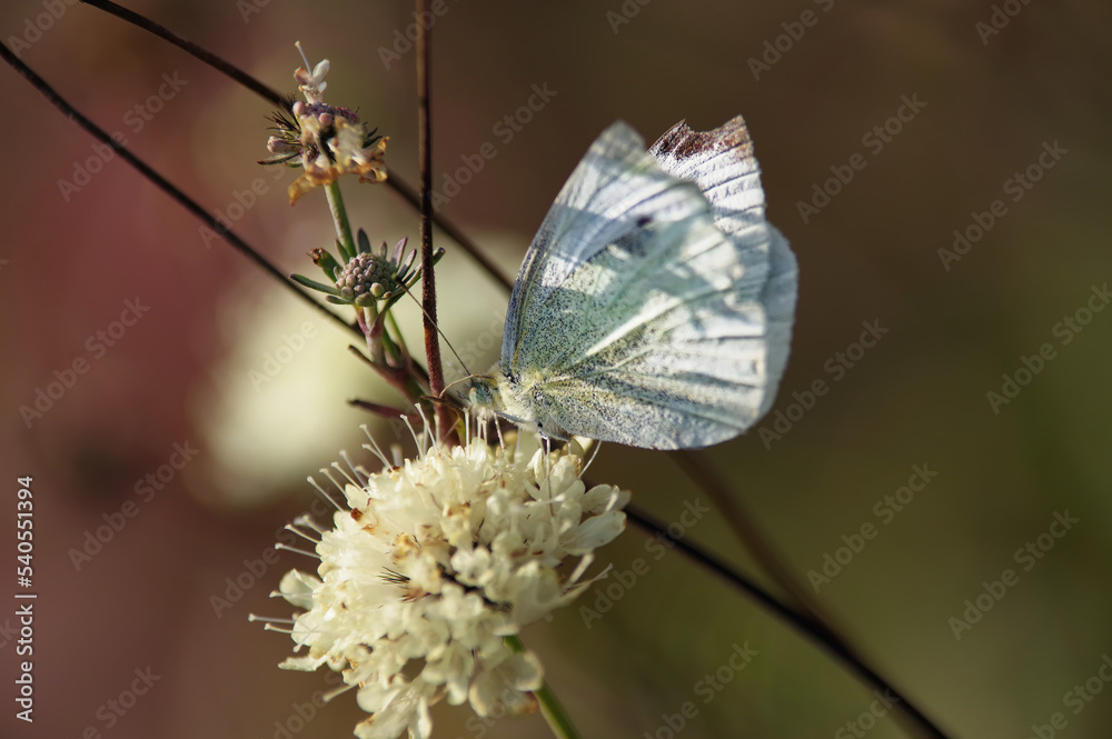 Biały motyl siedzący na kwiecie, tło jesienne brązowe. - obrazy, fototapety, plakaty 