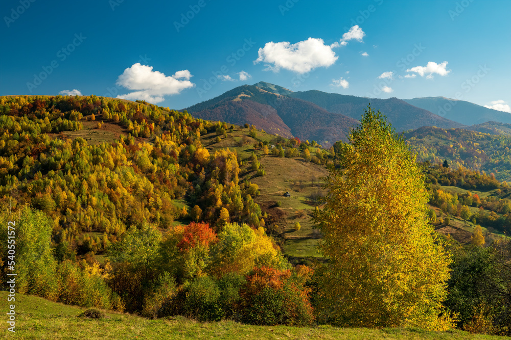 Bright yellow autumn trees in the mountains.