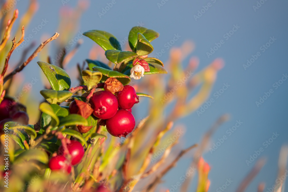 Lingonberry or wild cranberry plant Lingonberry or wild cranberry plant