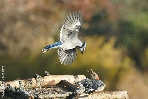 Fotografija Blue Jay attacking from above birdfeeder against Jay for food on bright fall day
