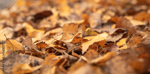 Yellow and orange leafs on the ground during leaf fall background, foliage in autumn during leaf fall, selective focus