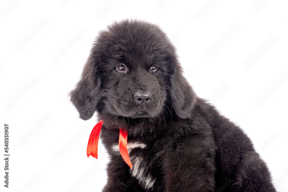 Fototapeta premium 12 week old Newfoundland puppy sitting on white background for copy