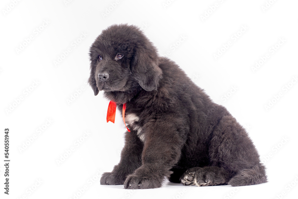 12 week old Newfoundland puppy sitting on white background for copy