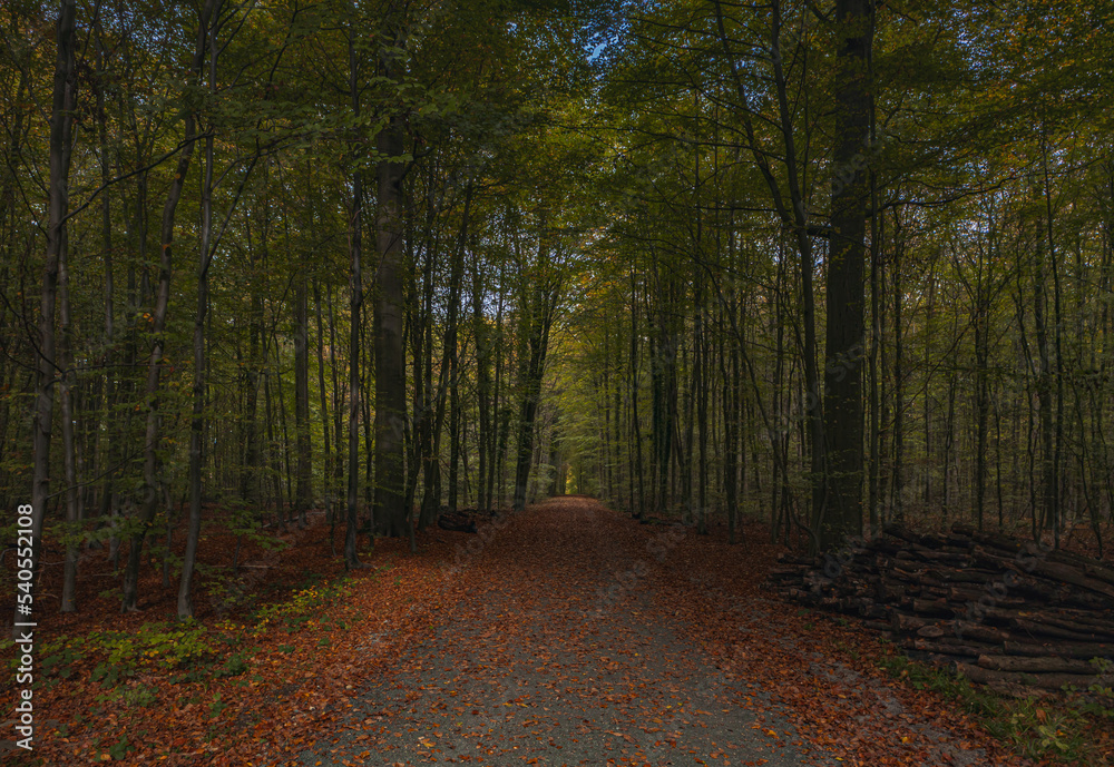 Fototapeta premium Forest trees with sidewalk of fallen leaves in the Autumn