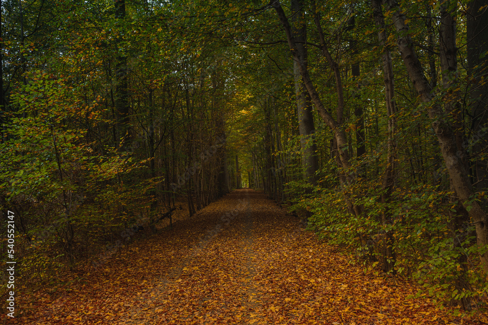 Obraz premium Forest trees with sidewalk of fallen leaves in the Autumn
