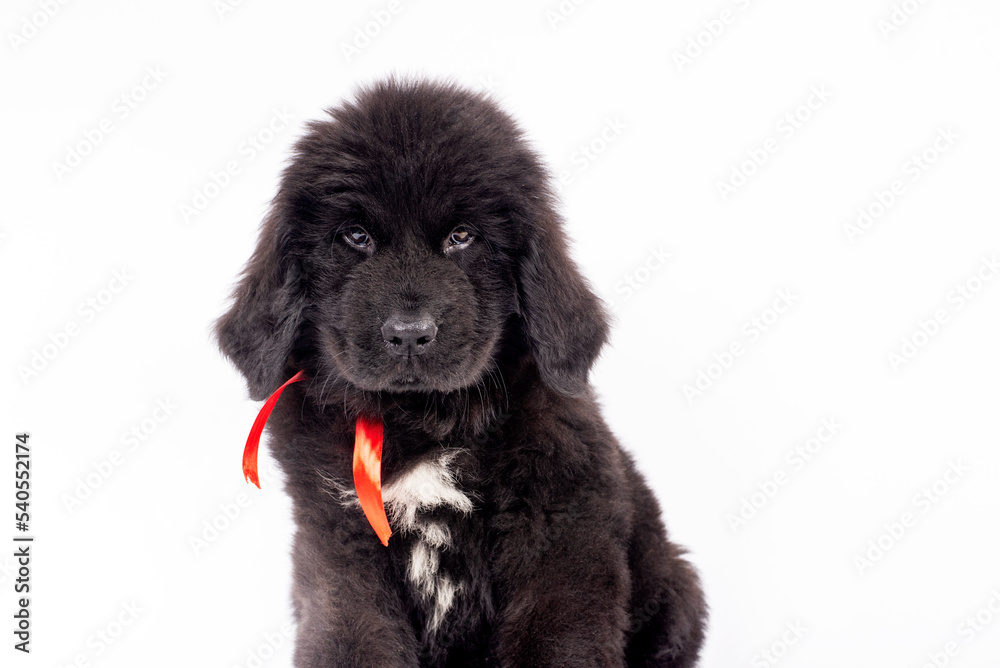 Fototapeta premium 12 week old Newfoundland puppy sitting on white background for copy