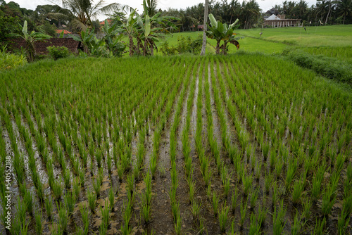 Reisfelder in Bali bei Sonnenuntergang