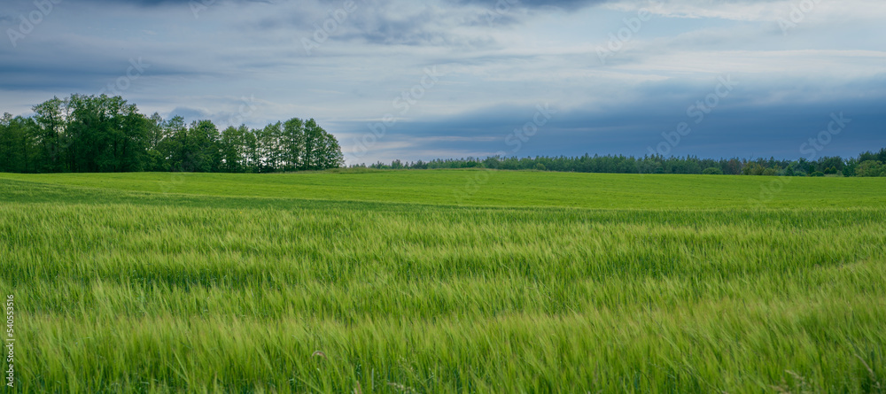 Fototapeta premium landscape with green grass and sky