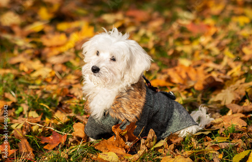 Portrait of white Maltese breed puppy dog in autumn yellow orange leaves meadow in warm clothes (coat,jacket,hoodie). Fall time. Taking care of small puppy.Dog apparel, accessories concept. Horizontal
