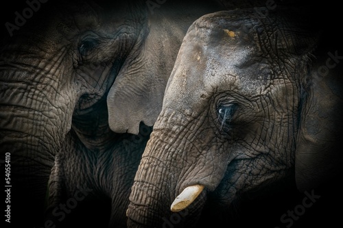 Sticker Close-up shot of African elephants
