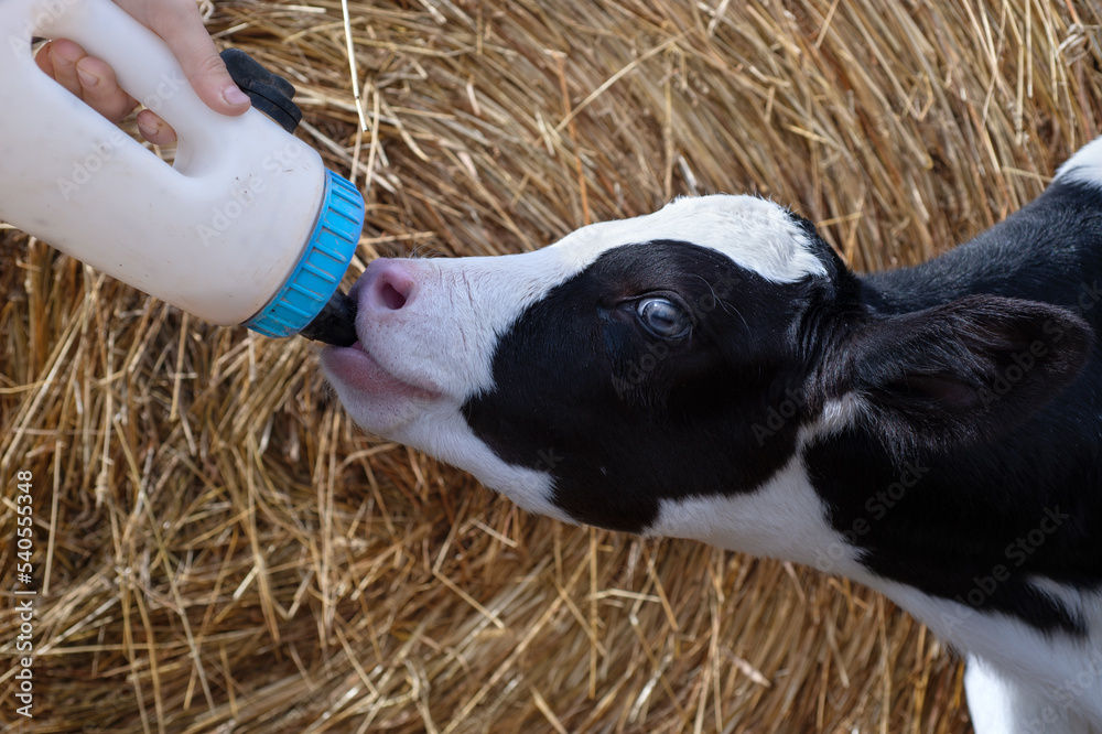 cute little calf feeding from bottle against hay. nursery on a farm. close up