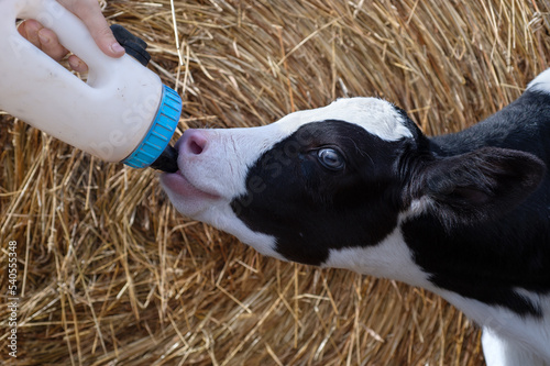 Obraz na płótnie cute little calf feeding from bottle against hay. nursery on a farm. close up w salonie