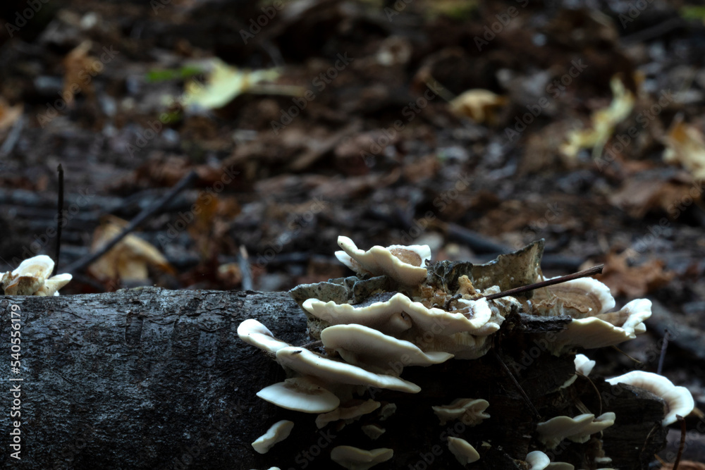 mushrooms in the green forest mushrooms in the green forest