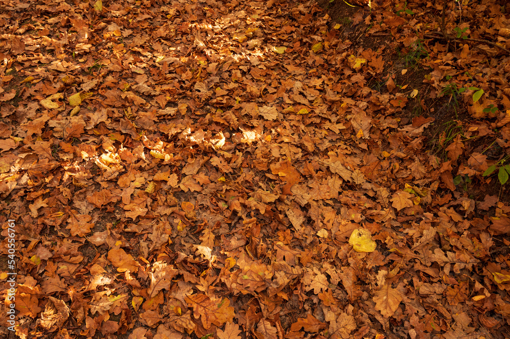 Autumn fallen leaves lie on the ground Autumn fallen leaves lie on the ground