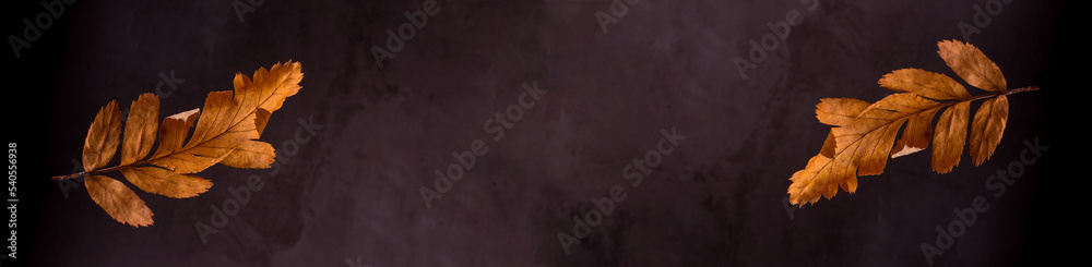 Bright autumn yellow rowan leaf on a dark background. Autumnal Concept Banner with Copy Space. Bright autumn yellow rowan leaf on a dark background. Autumnal Concept Banner with Copy Space.