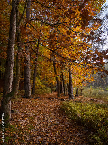 Jesień w Fotografii. © Czesaw