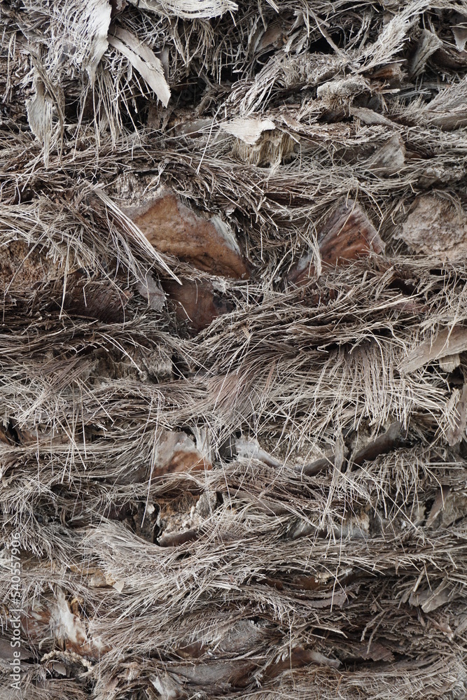 Texture of living plants. Palm tree trunk and its surface. Close-up shot. Background. Texture of living plants. Palm tree trunk and its surface. Close-up shot. Background.