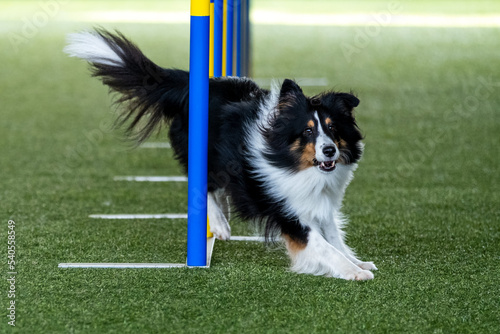 The Border Collie dog breed faces the hurdle of slalom in dog agility competition.
