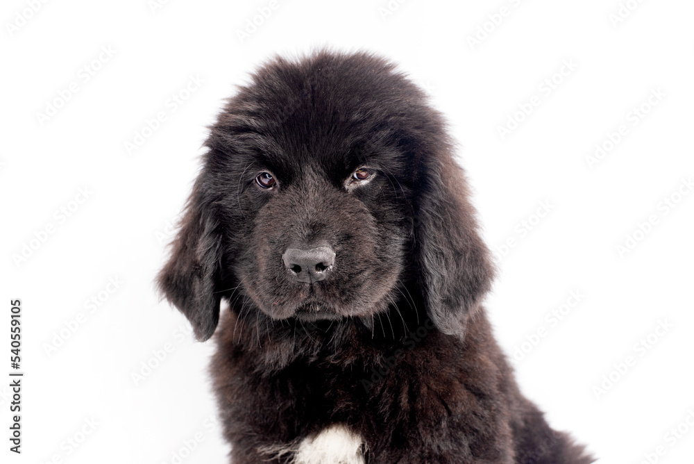 Portrait cute black  Newfoundland dog puppy  on a white background