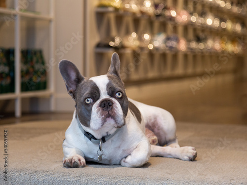 Selective focus view of a dark brown and white French bulldog lying down at the entrance of a store watching with friendly expression