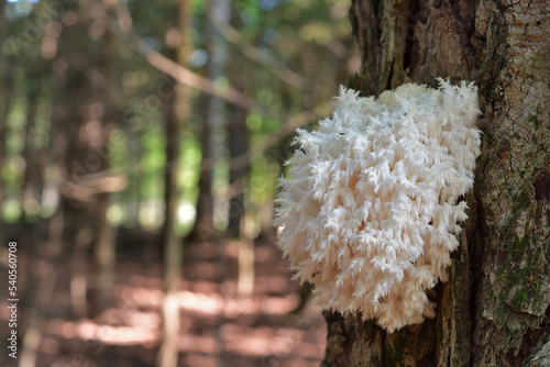 White mushroom on a tree trunk. Saprotrophic fungus. Hericium coralloides commonly known as coral tooth fungus. photo
